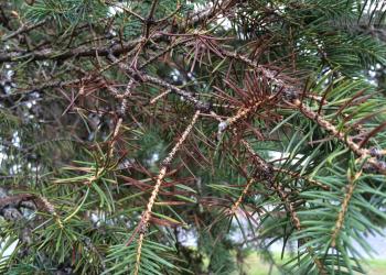 Diseased needles in the canopy of a Colorado blue spruce (P. pungens).