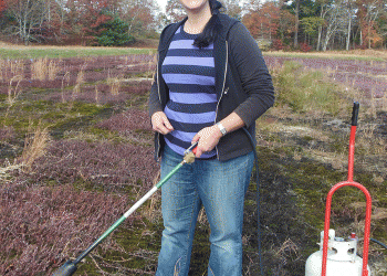 Weeds on a cranberry farm being treated by Katherine Ghantous with the type of open flame cultivation tool used in the study.
