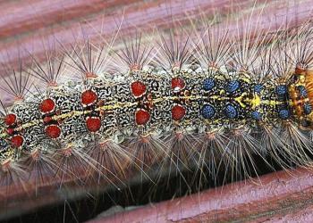 gypsy moth caterpillar-By Materialscientist at English Wikipedia, CC BY-SA 3.0, https://commons.wikimedia.org/w/index.php?curid=10552862