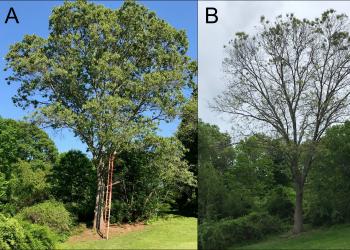 An oak in Hamilton, MA viewed on 5/30/2018 (A) and again on 5/28/2019 (B), nearly one year later. Reportedly, nearly every leaf that is able to be reached in the canopy is covered with similar damage. Samples taken from this tree and sent to the UMass Plant Diagnostics Laboratory contain evidence of the oak shothole leafminer adult fly damage and oak anthracnose. (Photos courtesy of Gerard Fallon)