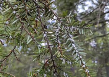Hemlock woolly adelgid infested branch