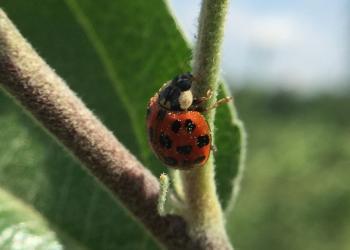 Lady beetle on apple leaf petiole