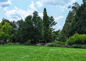 Landscape with trees, perennials and lawn.