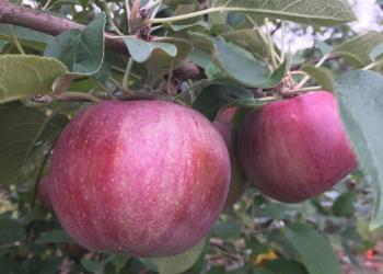 linda mac apples on branch