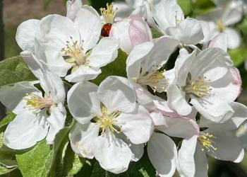 mcintosh apple full bloom 050724