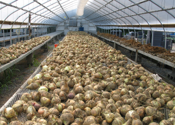  onions drying in greenhouse