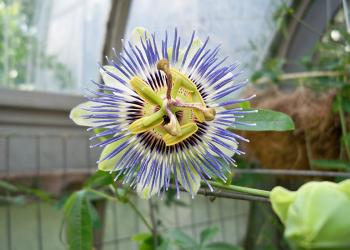 Passion flower grows at Durfee Conservatory