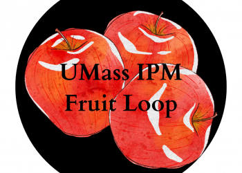 graphic illustration of three red apples on a black background with black letters reading umass ipm fruit loop over the apples