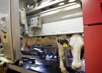 Cow with robotic milking machine