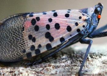 Adult Spotted Lanternfly. Photo credit: Lawrence Barringer, Pennsylvania Department of Agriculture