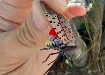 Spotted Lanternfly in Fitchburg