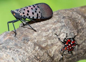 Spotted lanternfly adult and nymph