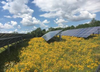 solar PV array with flowers