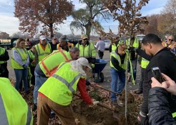 Springfield residents plant trees. 
