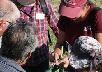 Sue Scheufele, UMass Extension educator, examines leaf scouting for insects