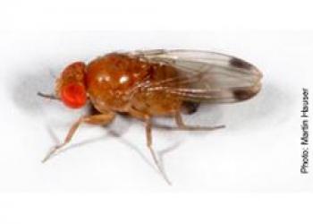 Male Spotted Wing Drosophila (Drosophila suzukii)
