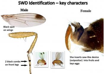 SWD ID (from Oregon State Univ.)