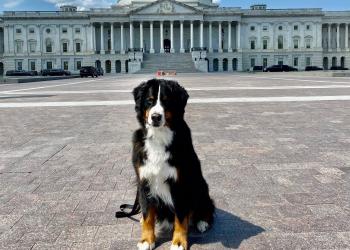 Teddy Brown, K9 First Responder at the US Capitol, trained by 4-H member, Caleigh Brown