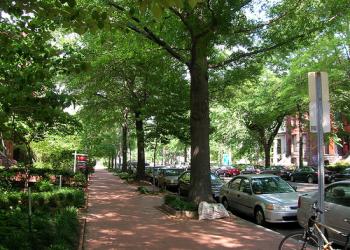 Urban street trees