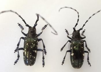 Adult Asian longhorned beetles, pinned specimens. (Photo: Tawny Simisky)