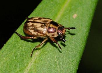 Anomala orientalis adult beetle. Photo: Jon Yuschock, Bugwood.