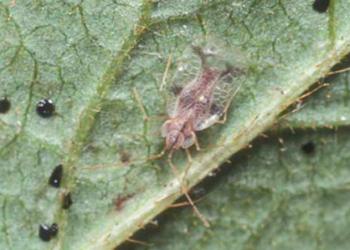 Adult azalea lace bug. Photo: James L. Castner, University of Florida.