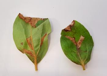 Azalea leafminer damage on host plant leaves. Photo: Tawny Simisky