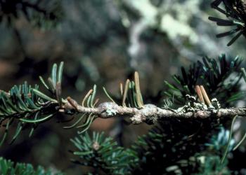 Gouting caused by balsam woolly adelgid. Photo: Robert L. Anderson, USDA Forest Service, Bugwood.org. 