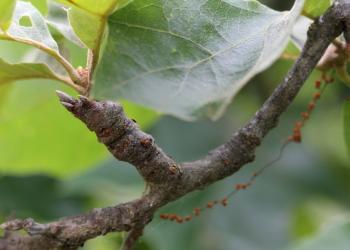 Twig swelling caused by the black oak gall wasp, Zapatella davisae. Photo: Whitney Cranshaw, Colorado State University, Bugwood.