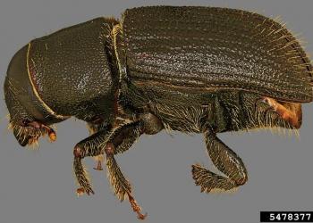 Black turpentine beetle adult. Photo: Steven Valley, Oregon Department of Agriculture, Bugwood.