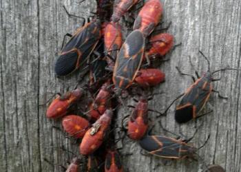 Adult and immature boxelder bugs. Photo: Carol Simisky