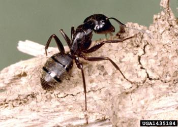 Carpenter ant adult. Photo: Clemson University, Bugwood.