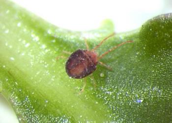 Clover mite. Photo: Rayanne Lehman, Pennsylvania Department of Agriculture, Bugwood.