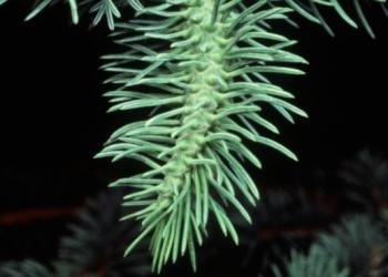 Cooley spruce gall adelgid gall. Photo: Pennsylvania Department of Conservation and Natural Resources, Bugwood.