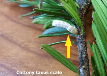 Cottony camellia scale with egg sac. Photo: Tawny Simisky