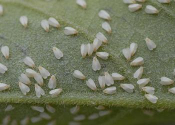 The citrus whitefly shown here, Dialeurodes citri, is in the same genus as the rhododendron whitefly. Photo: Lyle Buss, University of Florida, Bugwood.