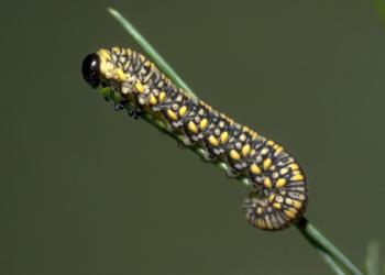 Diprion similis (introduced pine sawfly), one of a few species in this genus and the Neodiprion genus. Photo: USDA Forest Service - Region 8 - Southern, Bugwood.