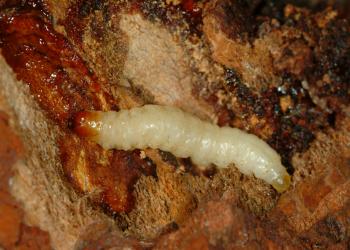 Dogwood borer larva. Photo: Ricardo Bessin, University of Kentucky.