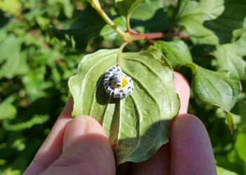 Dogwood sawfly caterpillar. (Photo: Tawny Simisky)