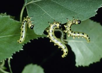 Dusky birch sawfly caterpillars. Photo: Lacy L. Hyche, Auburn University, Bugwood.