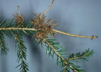 Eastern spruce gall adelgid. Photo: E. Bradford Walker, Vermont Department of Forests, Parks and Recreation, Bugwood.