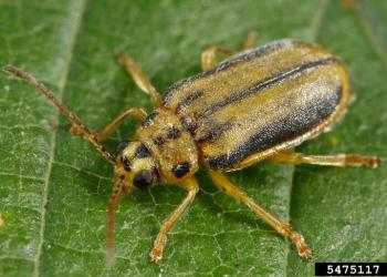 Elm leaf beetle adult. Photo: Joseph Berger, Bugwood.