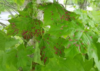 Eriophyid mites (the crimson erineum mite) on sugar maple. Photo: Tawny Simisky
