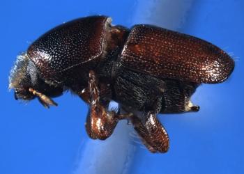 European elm bark beetle (Scolytus multistriatus). Photo: J.R. Baker & S.B. Bambara, North Carolina State University, Bugwood.