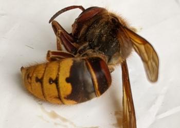 European hornet adult. (Photo: Rick Parker)