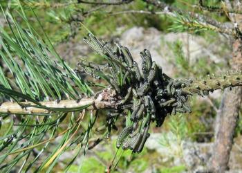 European pine sawfly larvae. Photo: Erik Christiansen, Agricultural University of Norway, Bugwood.