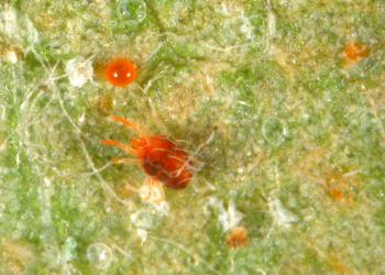 European red mite and egg. Photo: Purdue University.