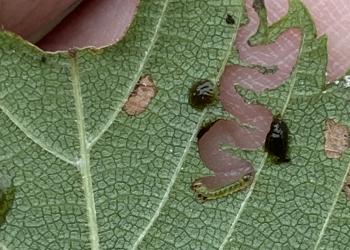 Elm zigzag sawfly larva photographed on 8/16/2023 in Becket, MA. (Photo: Nicole Keleher, MA DCR)