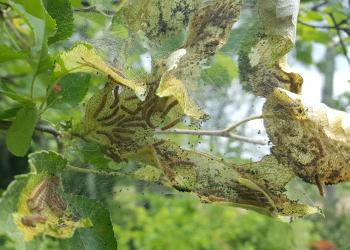 Fall webworm caterpillars and webbing. Photo: Tawny Simisky
