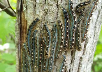 Forest tent caterpillars. Photo: Tawny Simisky